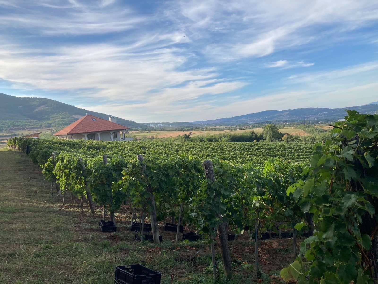 Vinarija Savić, Topola — prikaz izvedenog projekta, fotografija 4 od 34
