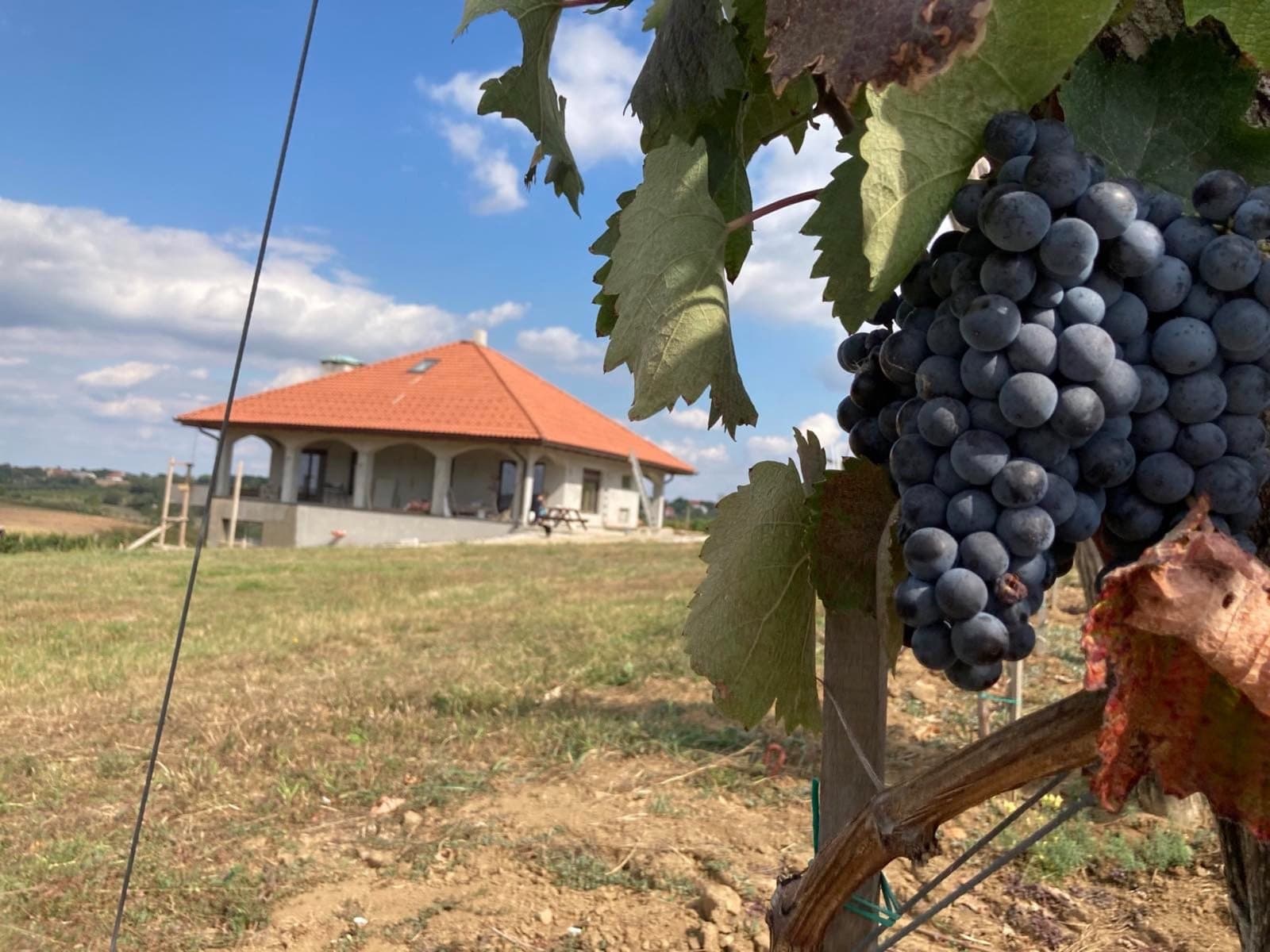 Vinarija Savić, Topola — prikaz izvedenog projekta, fotografija 6 od 34