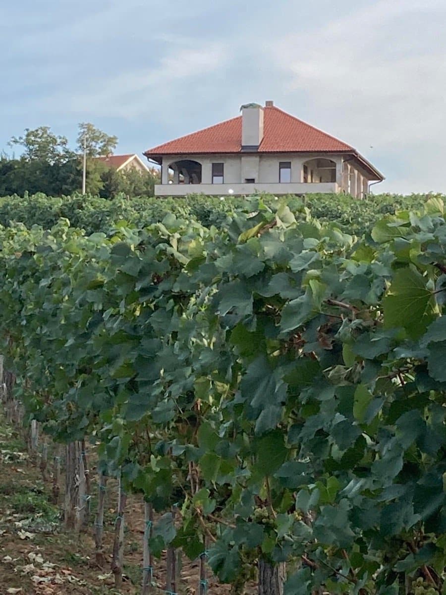Vinarija Savić, Topola — prikaz izvedenog projekta, fotografija 7 od 34